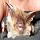 Bechstein's bat